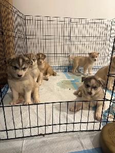 Husky sibérien chiots - Photo 7