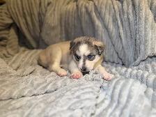 Husky sibérien chiots - Photo 9