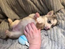 Husky sibérien chiots - Photo 10