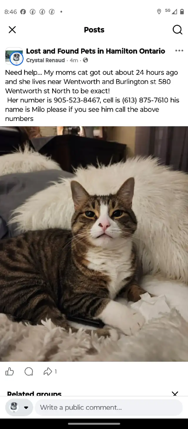 missing cat