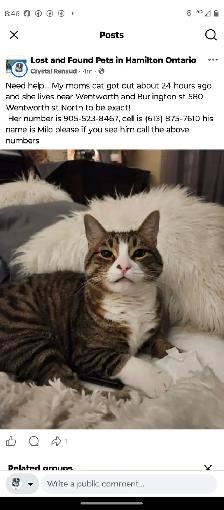 missing cat