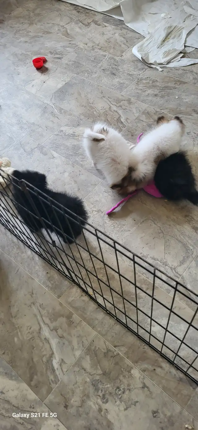Pomeranian X Papillion