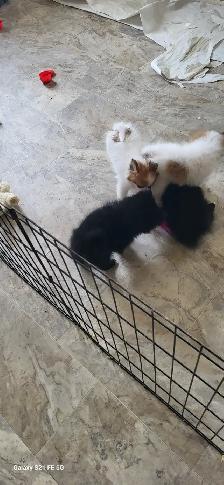 Pomeranian X Papillion - Photo 2