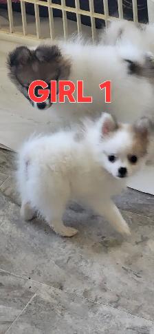 Pomeranian X Papillion - Photo 3