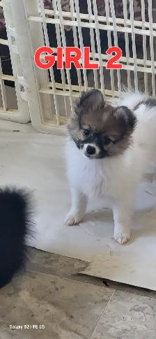 Pomeranian X Papillion - Photo 4
