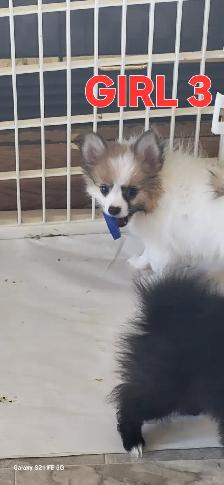 Pomeranian X Papillion - Photo 5