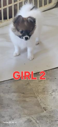 Pomeranian X Papillion - Photo 6