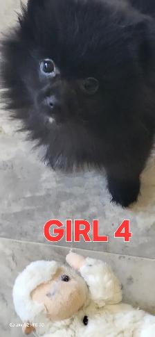 Pomeranian X Papillion - Photo 7