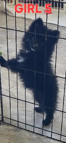 Pomeranian X Papillion - Photo 8