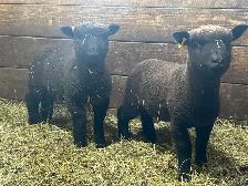 Sheep for sale.  Southdown Babydolls. - Photo 3