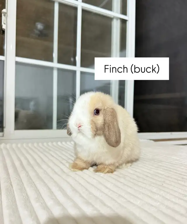 sweet holland lop baby bunnies