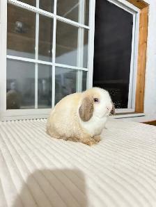 sweet holland lop baby bunnies - Photo 2
