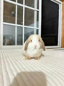 sweet holland lop baby bunnies - Photo 3