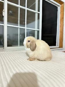 sweet holland lop baby bunnies - Photo 4