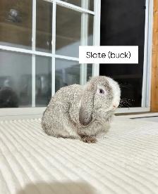 sweet holland lop baby bunnies - Photo 5