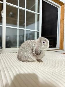 sweet holland lop baby bunnies - Photo 6