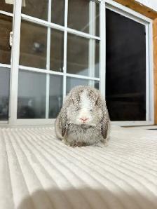 sweet holland lop baby bunnies - Photo 7