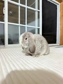 sweet holland lop baby bunnies - Photo 8