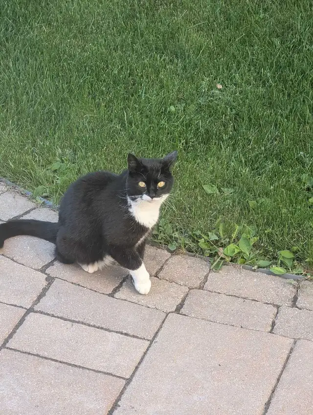 Free Cat