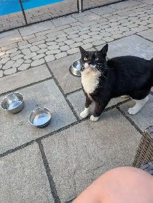 Free Cat - Photo 2