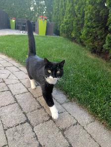 Free Cat - Photo 3