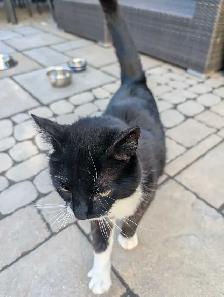 Free Cat - Photo 4