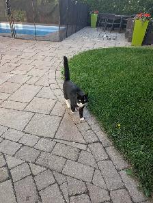 Free Cat - Photo 5