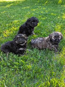 Shih Tzu/Havanese/Schnoodle Cross Puppies for Sale!