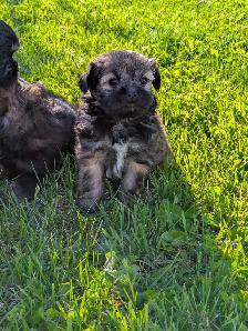 Shih Tzu/Havanese/Schnoodle Cross Puppies for Sale! - Photo 2