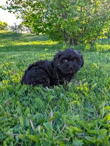 Shih Tzu/Havanese/Schnoodle Cross Puppies for Sale! - Photo 3