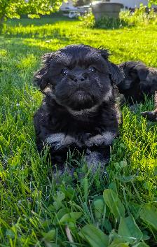 Shih Tzu/Havanese/Schnoodle Cross Puppies for Sale! - Photo 4