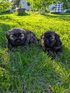 Shih Tzu/Havanese/Schnoodle Cross Puppies for Sale! - Photo 5