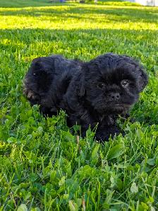 Shih Tzu/Havanese/Schnoodle Cross Puppies for Sale! - Photo 6