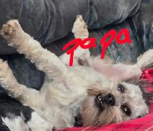 Shih Tzu/Havanese/Schnoodle Cross Puppies for Sale! - Photo 7