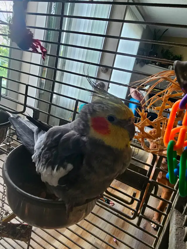 Friendly tame cockatiel for sale with cage and carrier