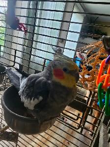 Friendly tame cockatiel for sale with cage and carrier