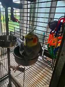Friendly tame cockatiel for sale with cage and carrier - Photo 2