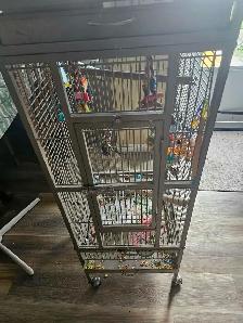 Friendly tame cockatiel for sale with cage and carrier - Photo 3