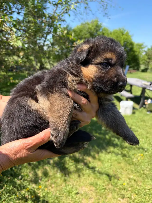 Beautiful German Shepherd Puppies