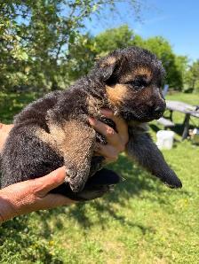Beautiful German Shepherd Puppies