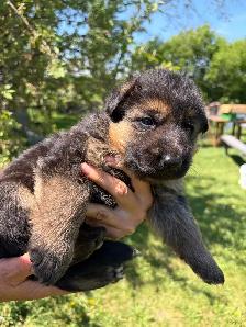Beautiful German Shepherd Puppies - Photo 2
