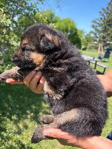 Beautiful German Shepherd Puppies - Photo 3