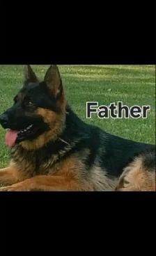 Beautiful German Shepherd Puppies - Photo 4