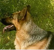 Beautiful German Shepherd Puppies - Photo 5