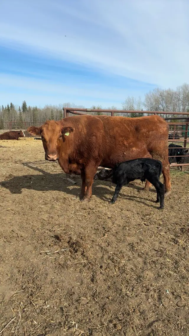 Cow Calf Pair