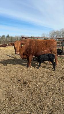 Cow Calf Pair