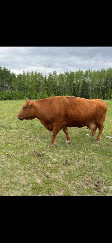 Cow Calf Pair - Photo 2
