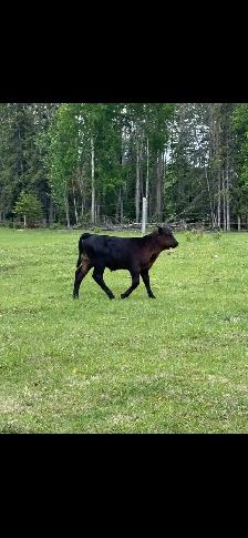 Cow Calf Pair - Photo 3