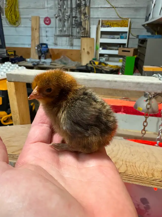Day old Gold Deathlayer chicks!