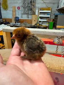 Day old Gold Deathlayer chicks!